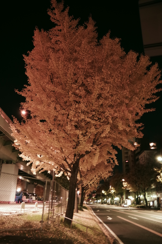 最後の紅葉