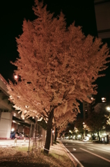 最後の紅葉