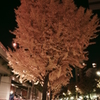 最後の紅葉