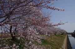 土手桜