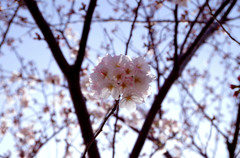 日の丸Ｖ字桜