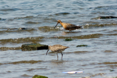 チュウシャクシギとオオソリハシシギ