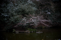 京都御苑・近衛池