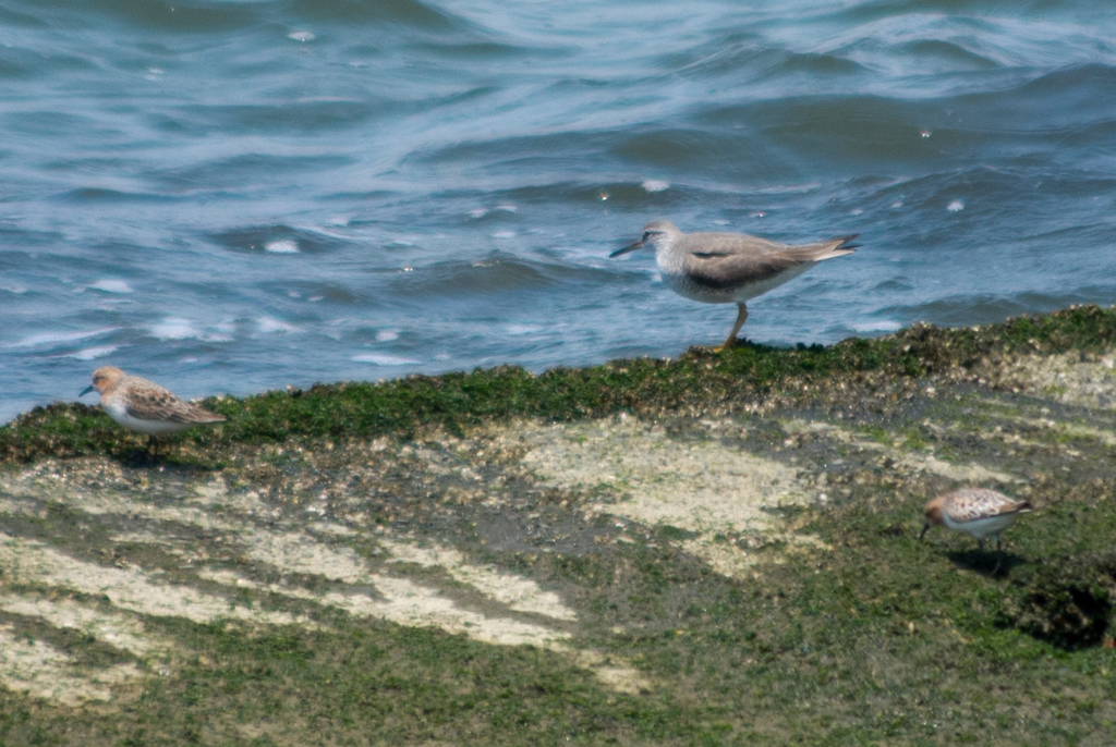 キアシシギとトウネン