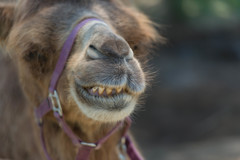 Camel's camel smile