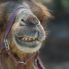 Camel's camel smile