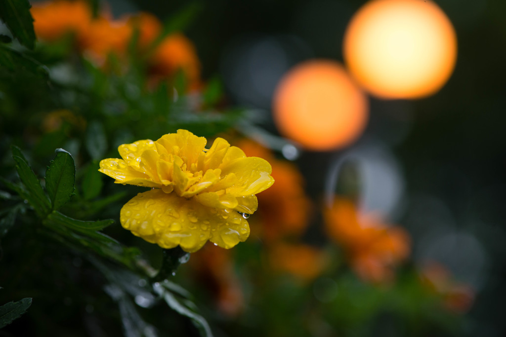 雨中二月