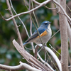 ルリビタキ３