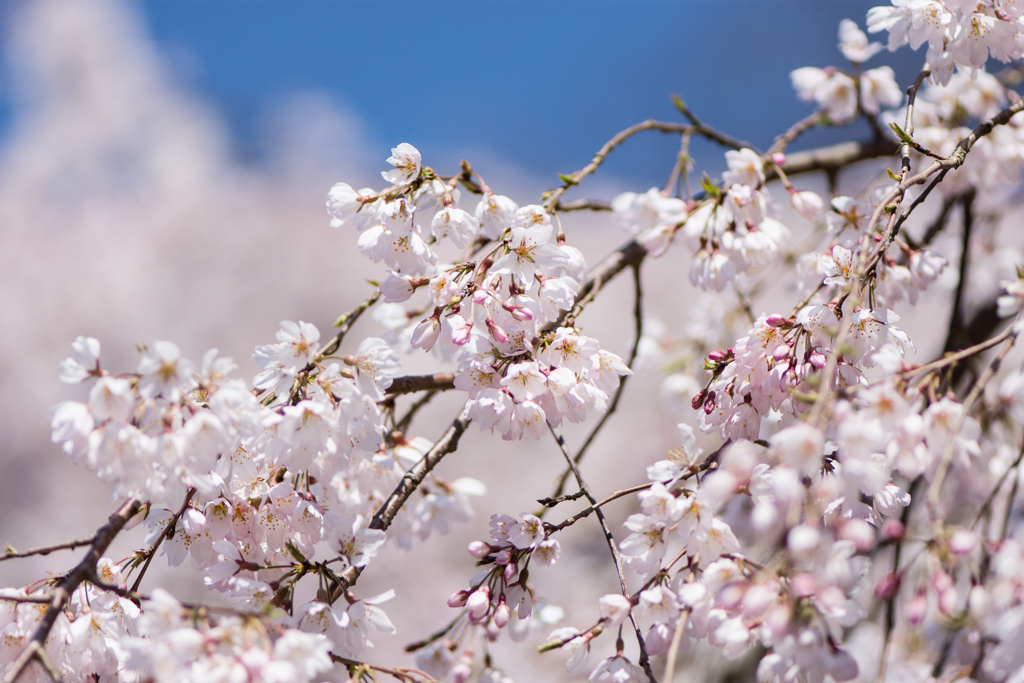 京都御苑桜