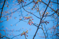 淀の河津桜はまだ蕾