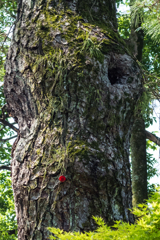 アオバズクの営巣する森