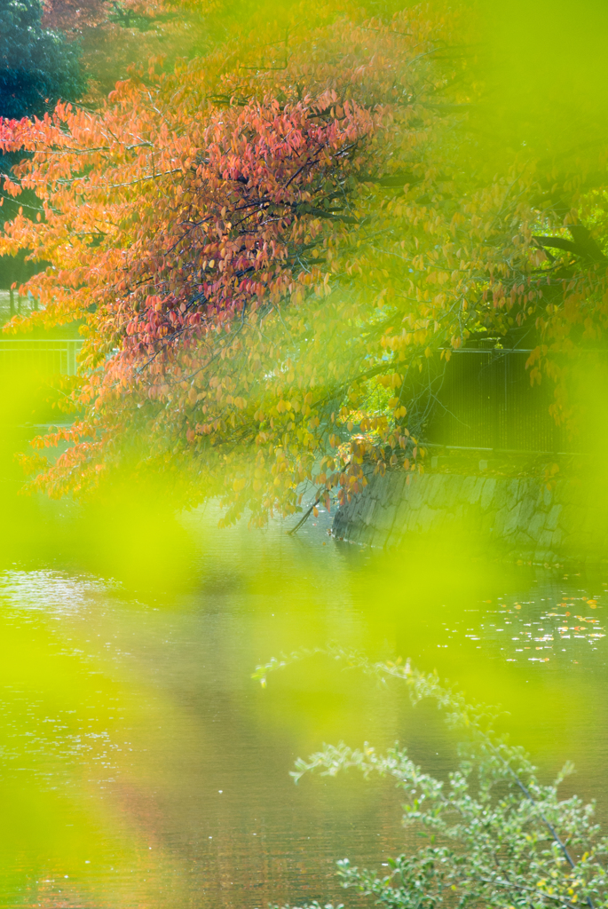 秋の長居植物園