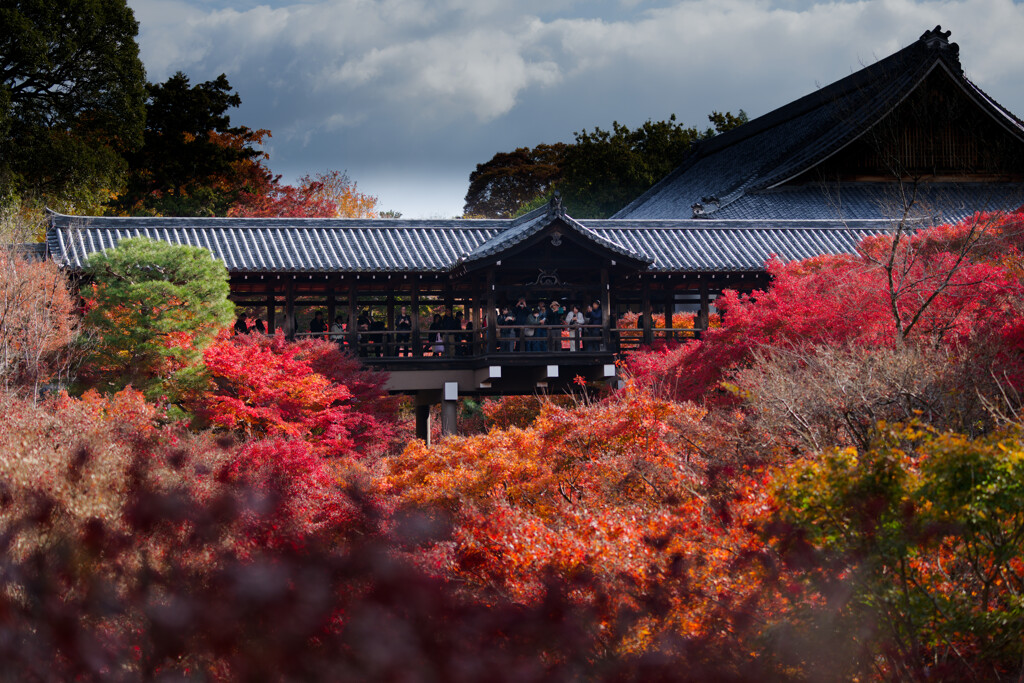 紅葉の海に浮かぶ橋