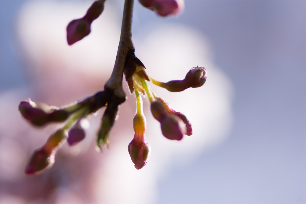 京都御苑桜