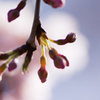 京都御苑桜