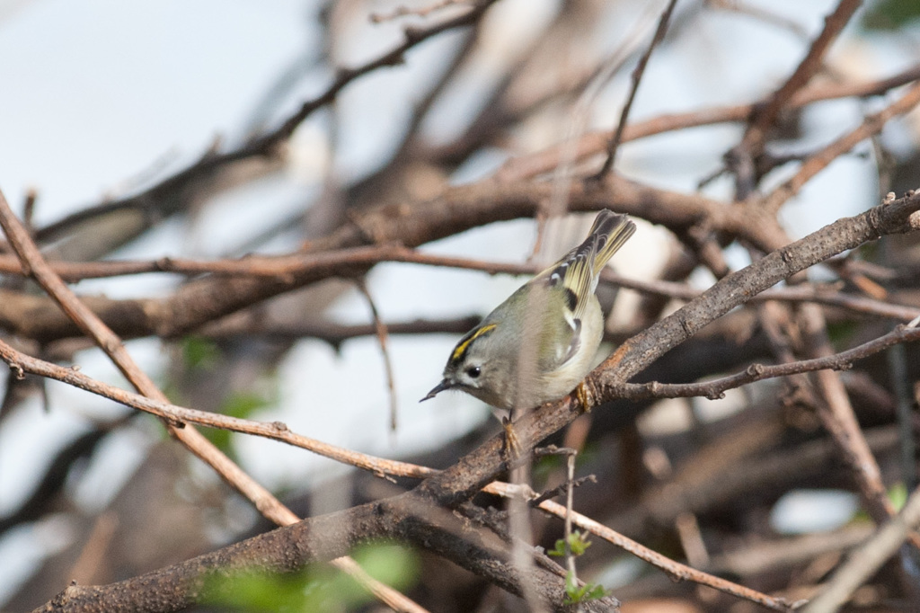 キクイタダキ　１