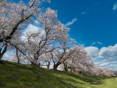 晩桜