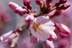 京都御苑桜