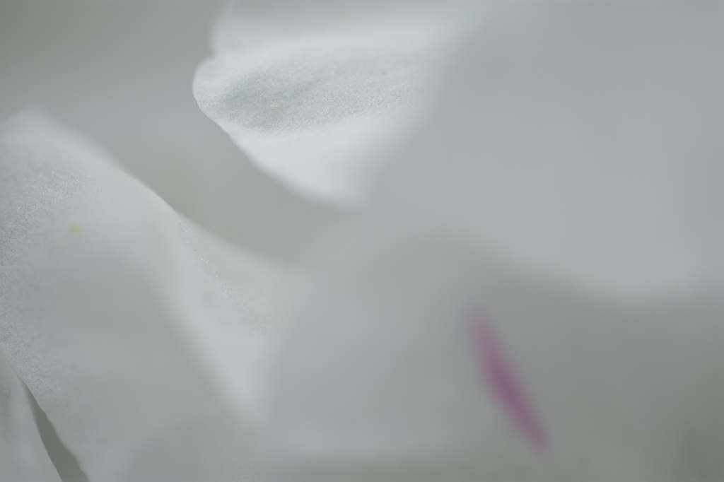 ツツジ2