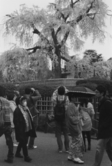 円山公園　しだれ桜