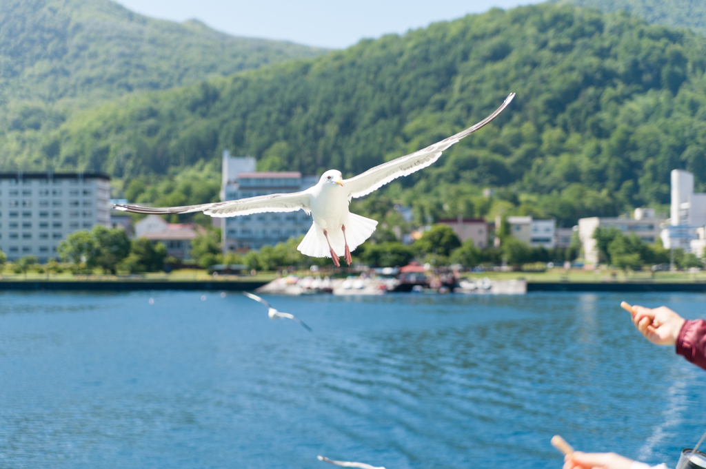 カモメに見送られて　～北海道の旅９～