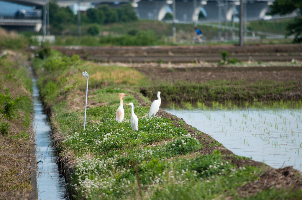 アマサギ