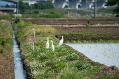 アマサギ