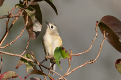 キクイタダキ　２