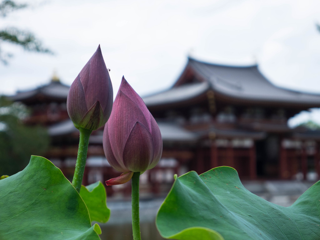 宇治平等院