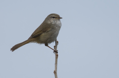 朝の鳥見散歩 2