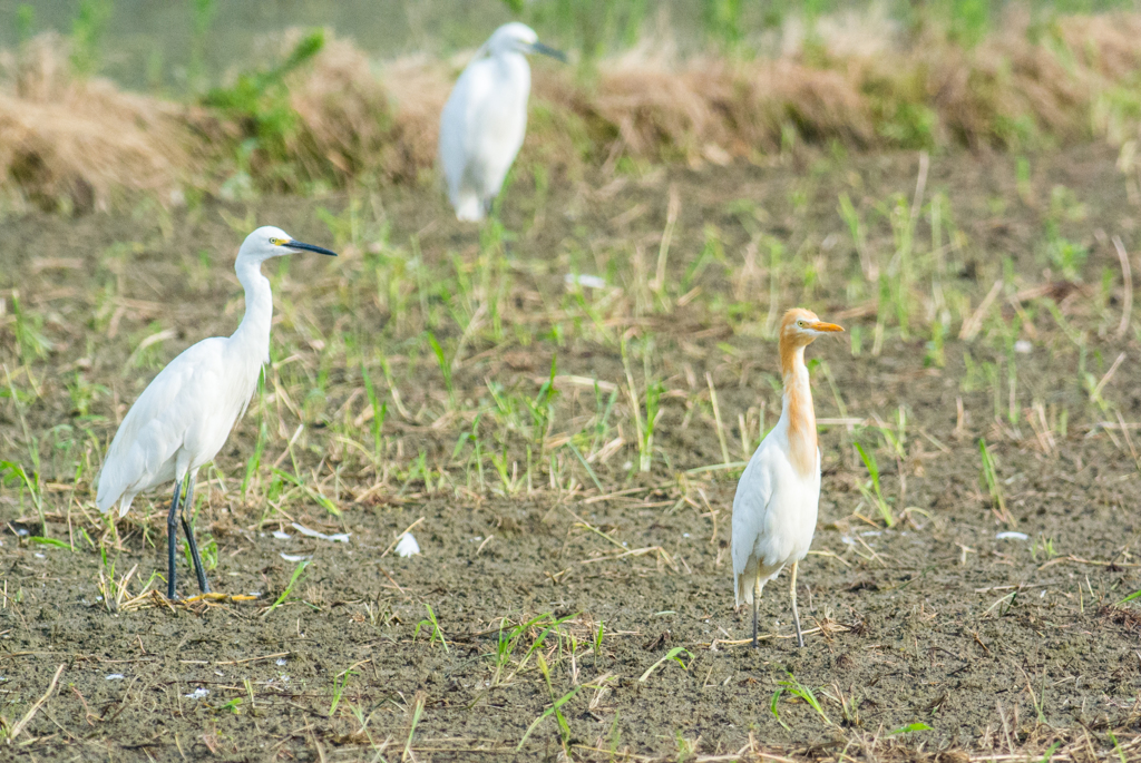 アマサギとコサギ