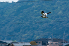 ケリ
