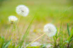 タンポポのたね
