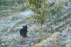 黒猫