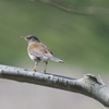 朝の鳥見散歩 3