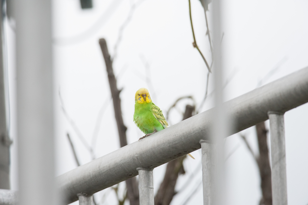 珍鳥発見か！？