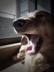 わーー