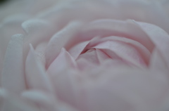 花びらに包まれて