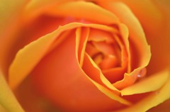 中に入りたい。