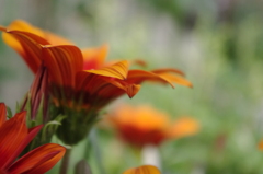 gazania