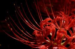 spider lily