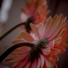 gerbera