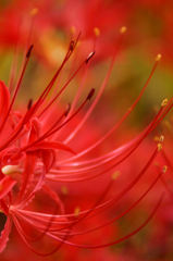 spider lily