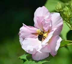 芙蓉の花とハチ
