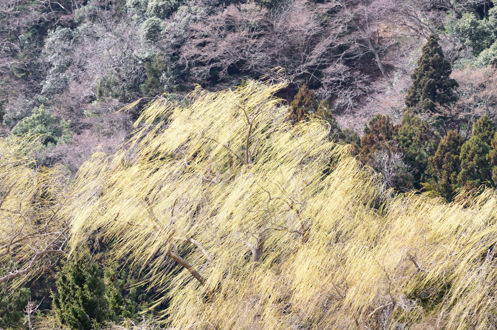 春・風になびく