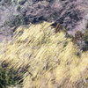 春・風になびく