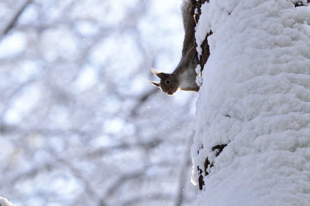 新雪の朝　ⅰ