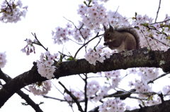 桜・リス　追加版　Ⅰ　