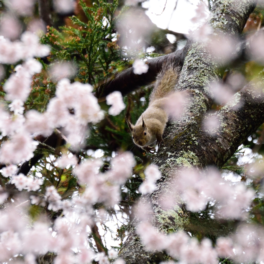 桜・リス　シリーズ　Ⅰ