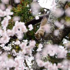 桜・リス　シリーズ　Ⅰ